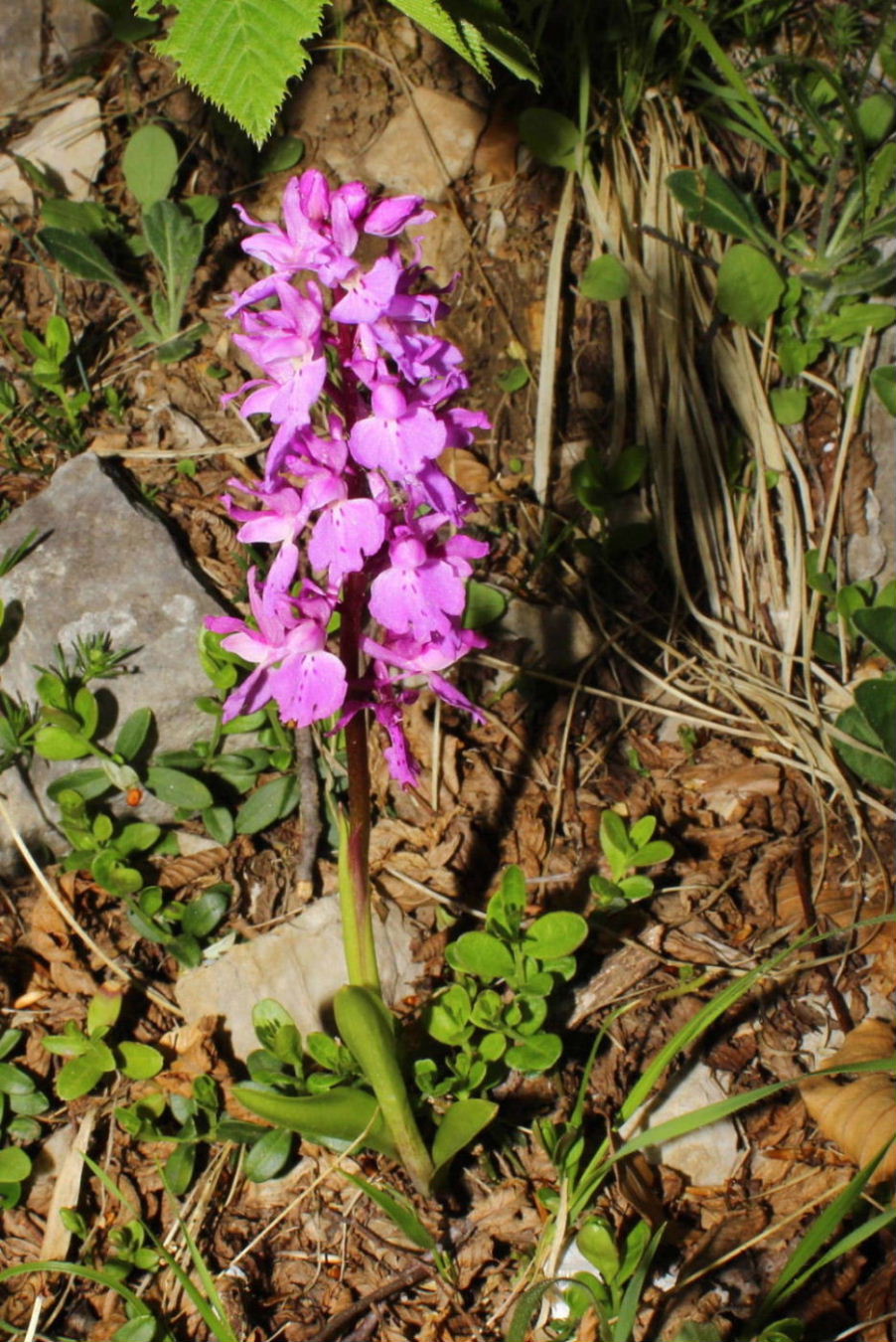 Orchis mascula subsp. speciosa